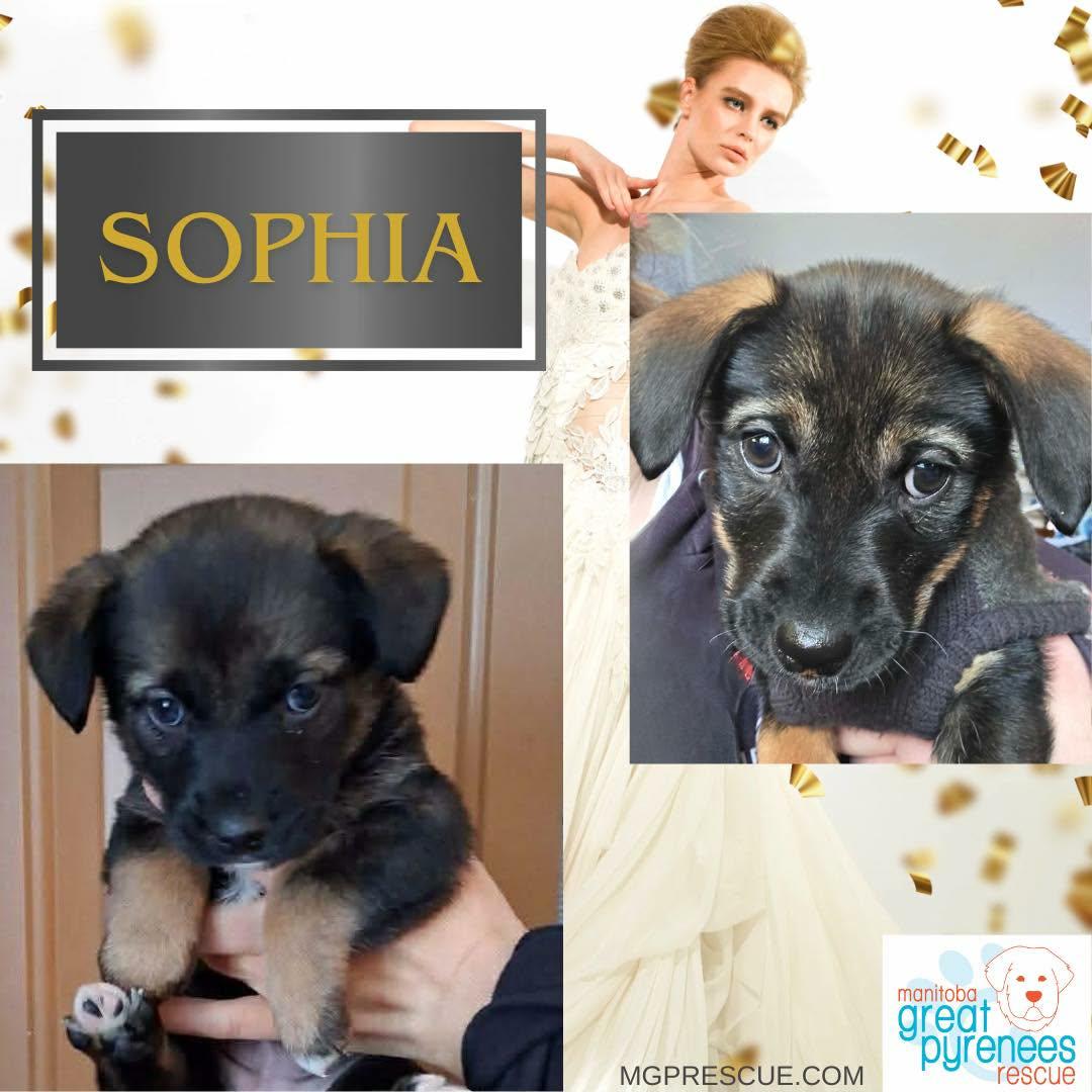 Sophia, adopted, Puppy Female Corgi & Shepherd.