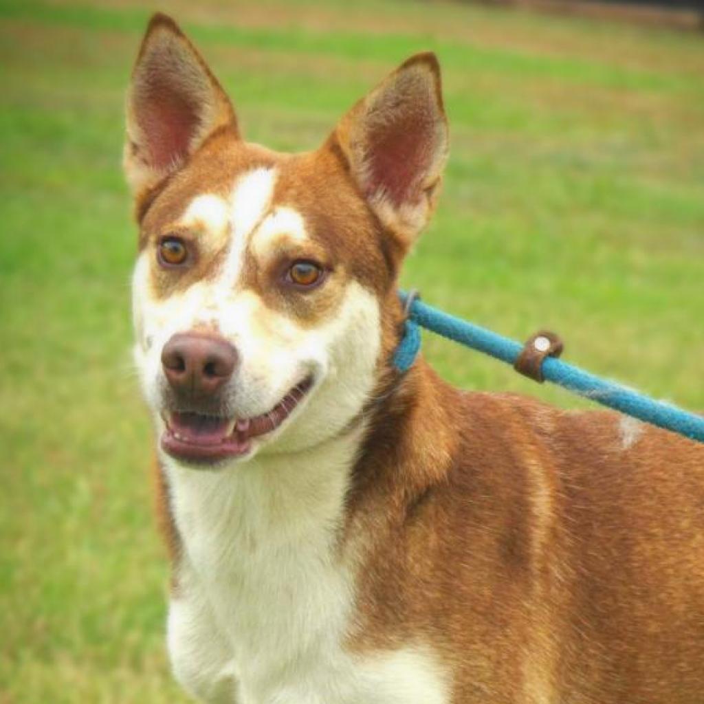 Mullen JuM, Adult Male Siberian Husky