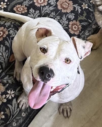 Devan, a Adoptable mixed breed in Richmond, VA image 5/6