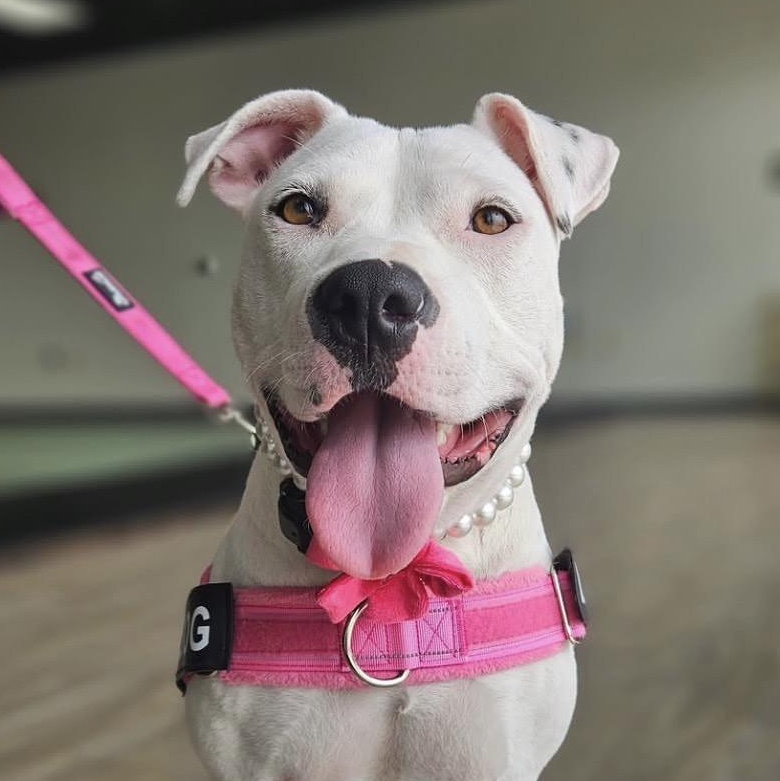 Devan, Adoptable, Adult Female Pit Bull Terrier.