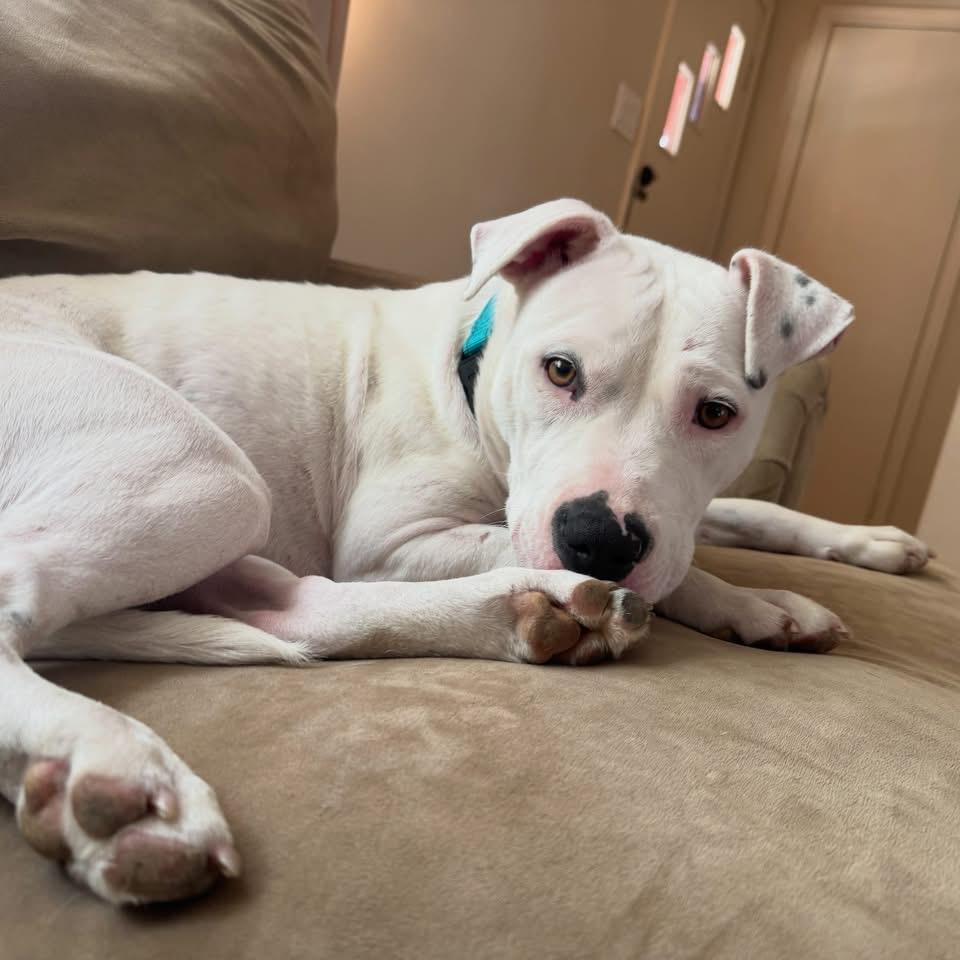 Devan, a Adoptable mixed breed in Richmond, VA image 6/6