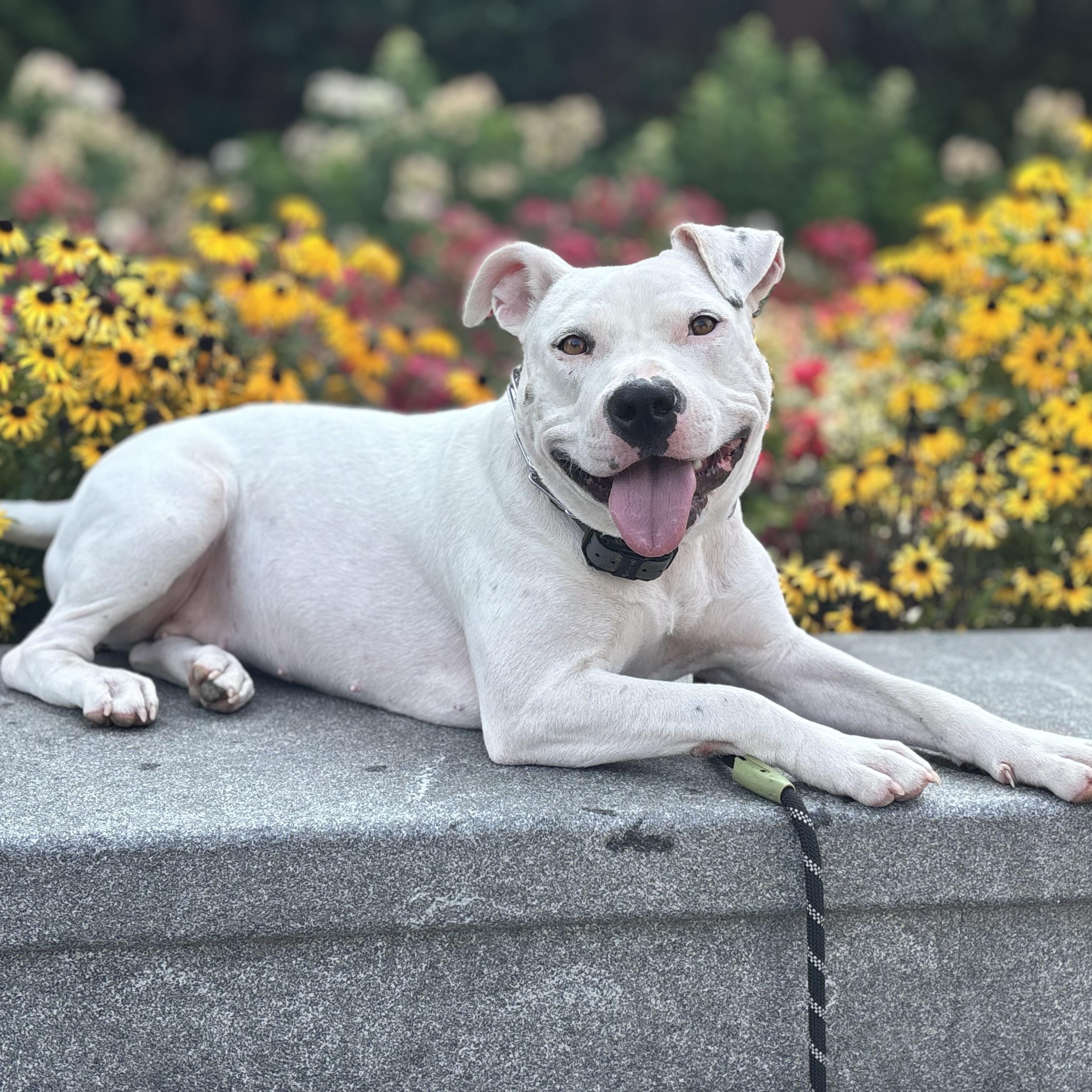 Devan, a Adoptable mixed breed in Richmond, VA image 3/6