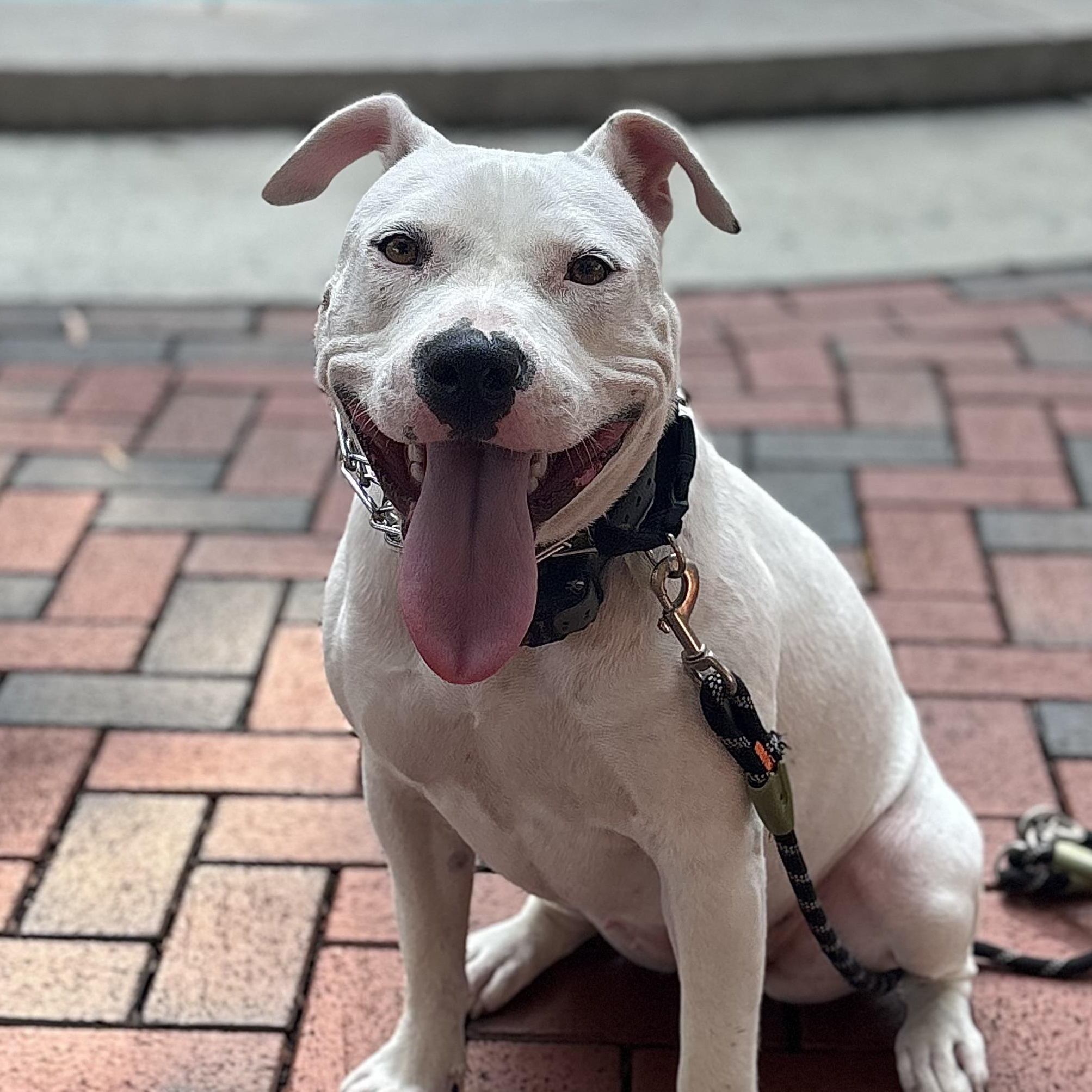 Devan, a Adoptable mixed breed in Richmond, VA image 4/6