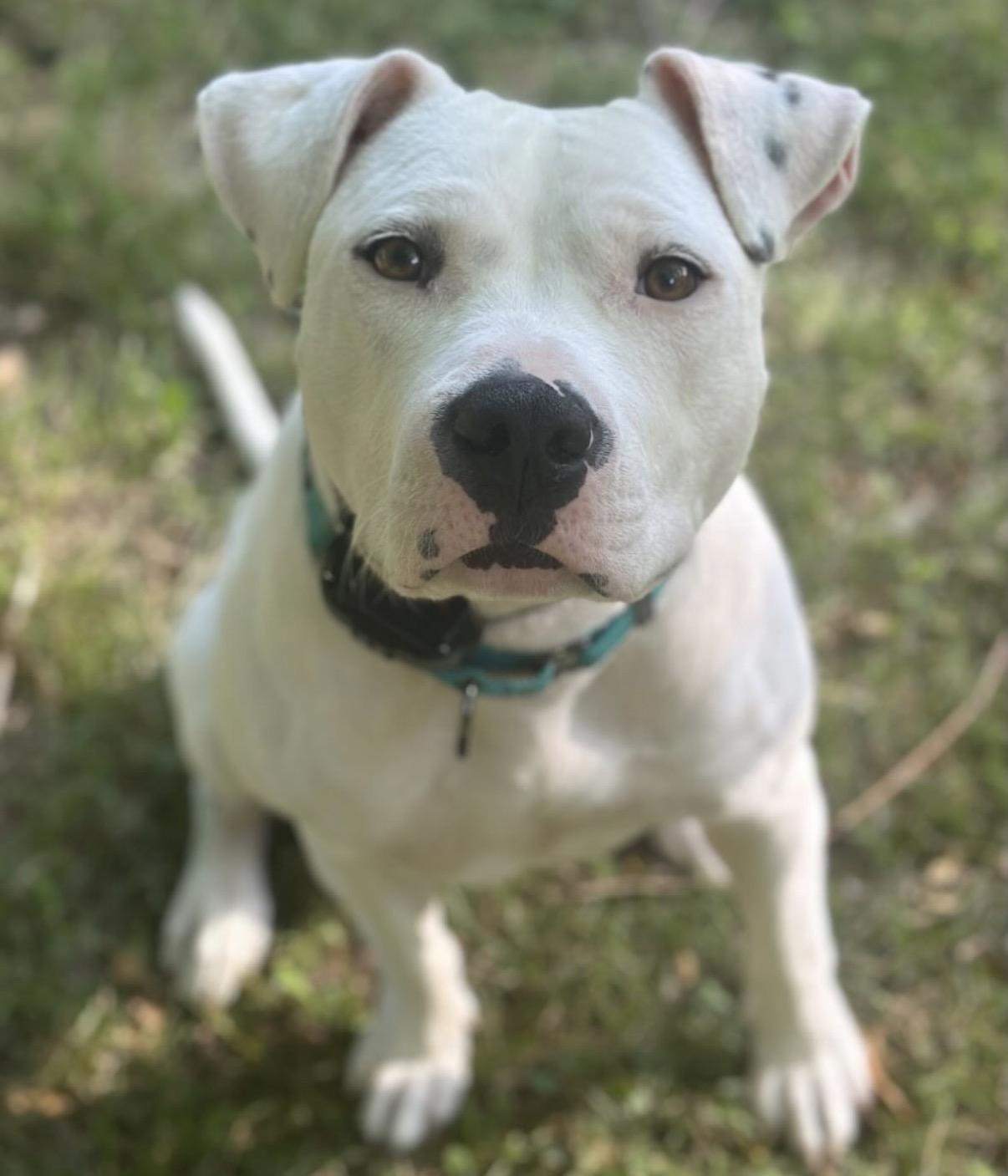 Devan, a Adoptable mixed breed in Richmond, VA image 2/6