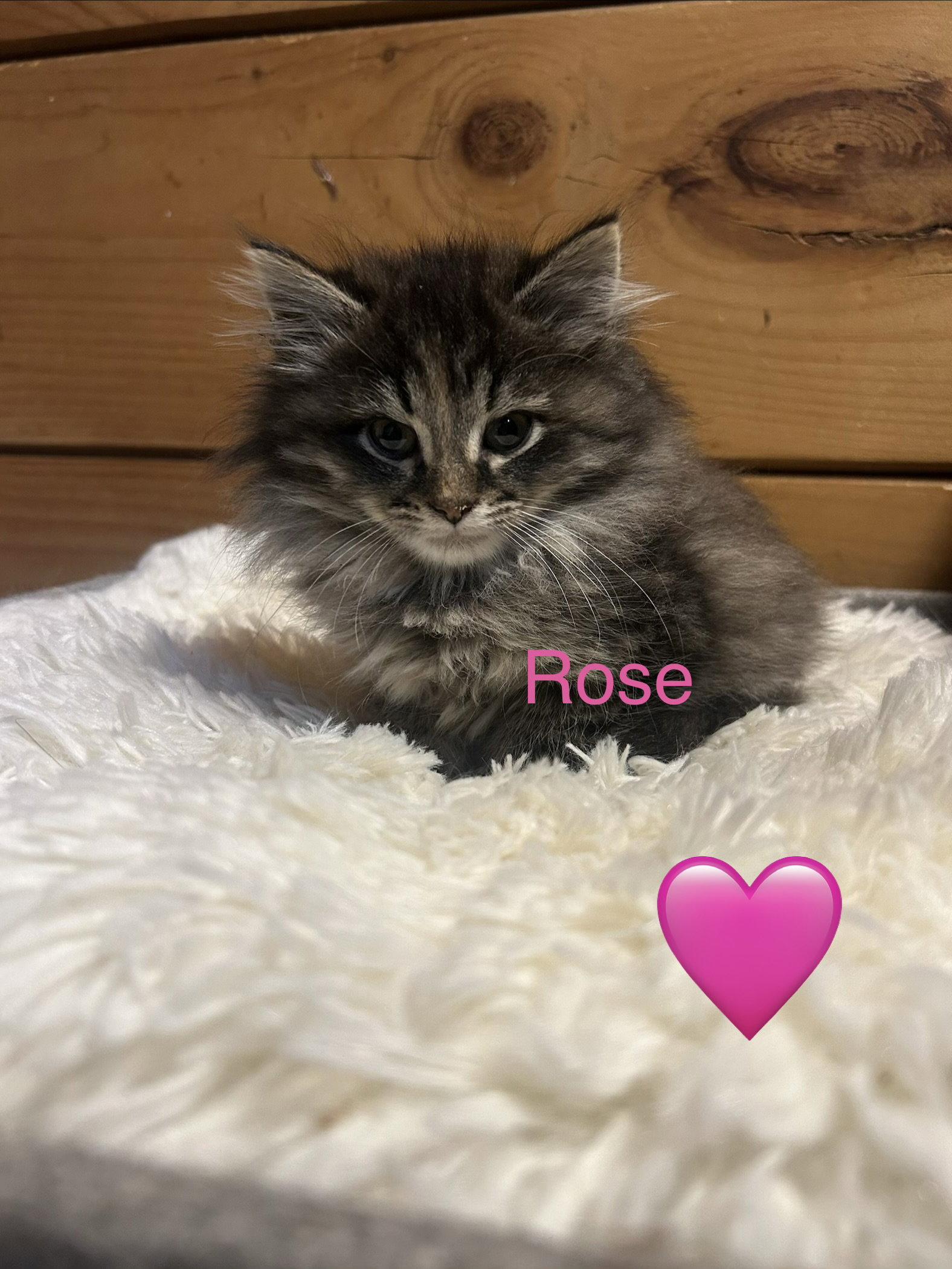 Rose, Adopted, Kitten Female Maine Coon & Domestic Long Hair.