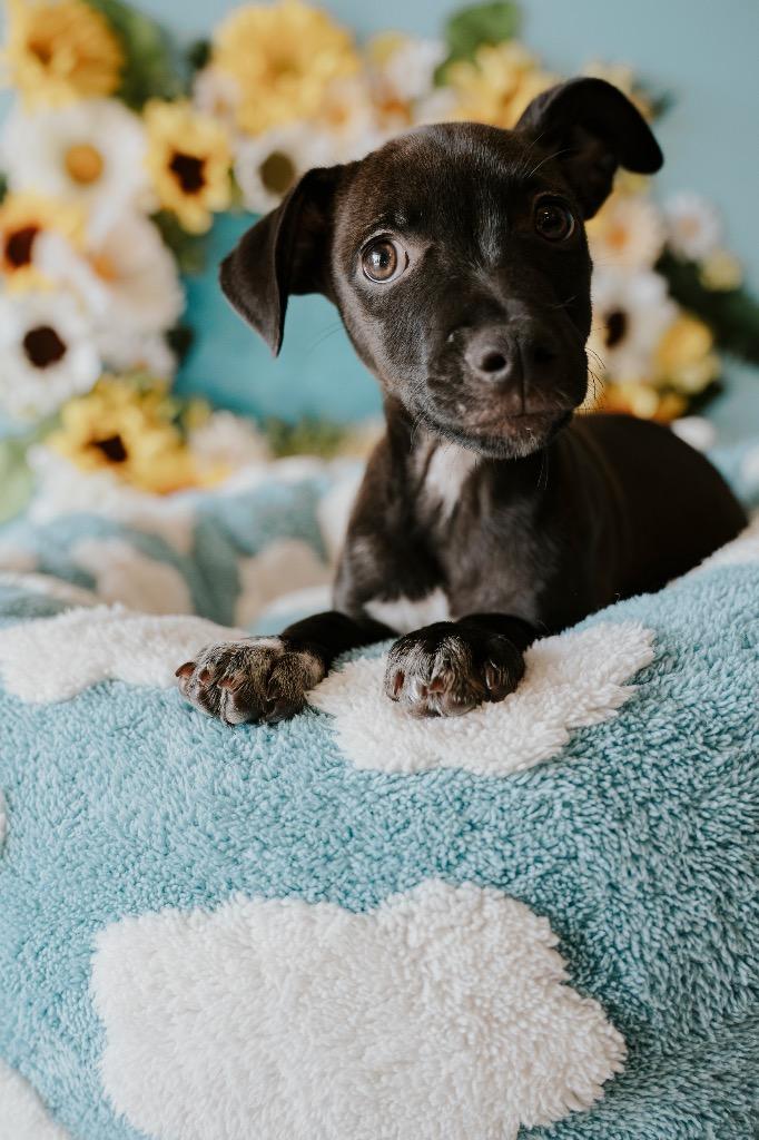 Keanu, a Adoptable Mixed Breed in Newberg, OR image 1/4