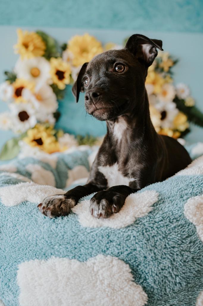 Keanu, a Adoptable Mixed Breed in Newberg, OR image 2/4
