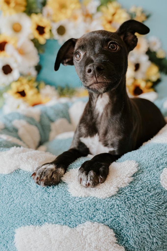 Keanu, a Adoptable Mixed Breed in Newberg, OR image 3/4