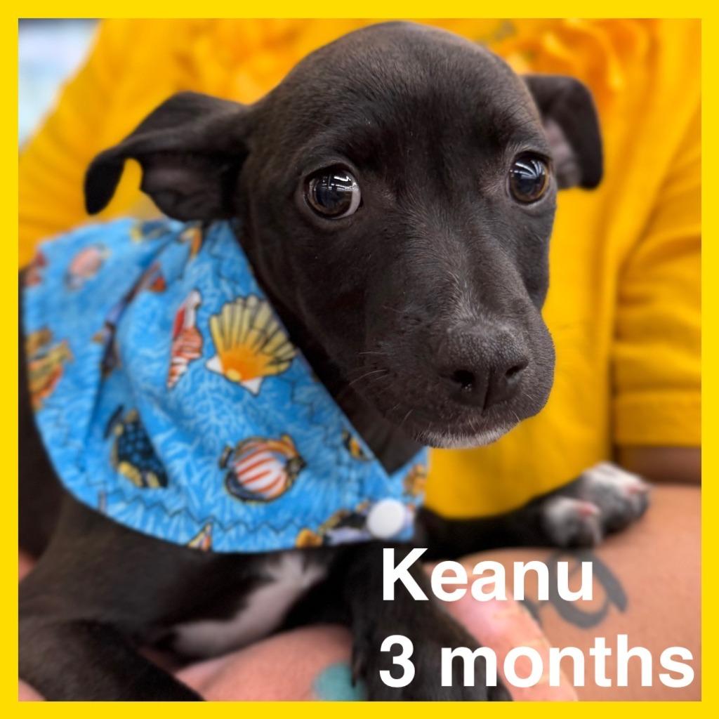 Keanu, a Adoptable Mixed Breed in Newberg, OR image 4/4