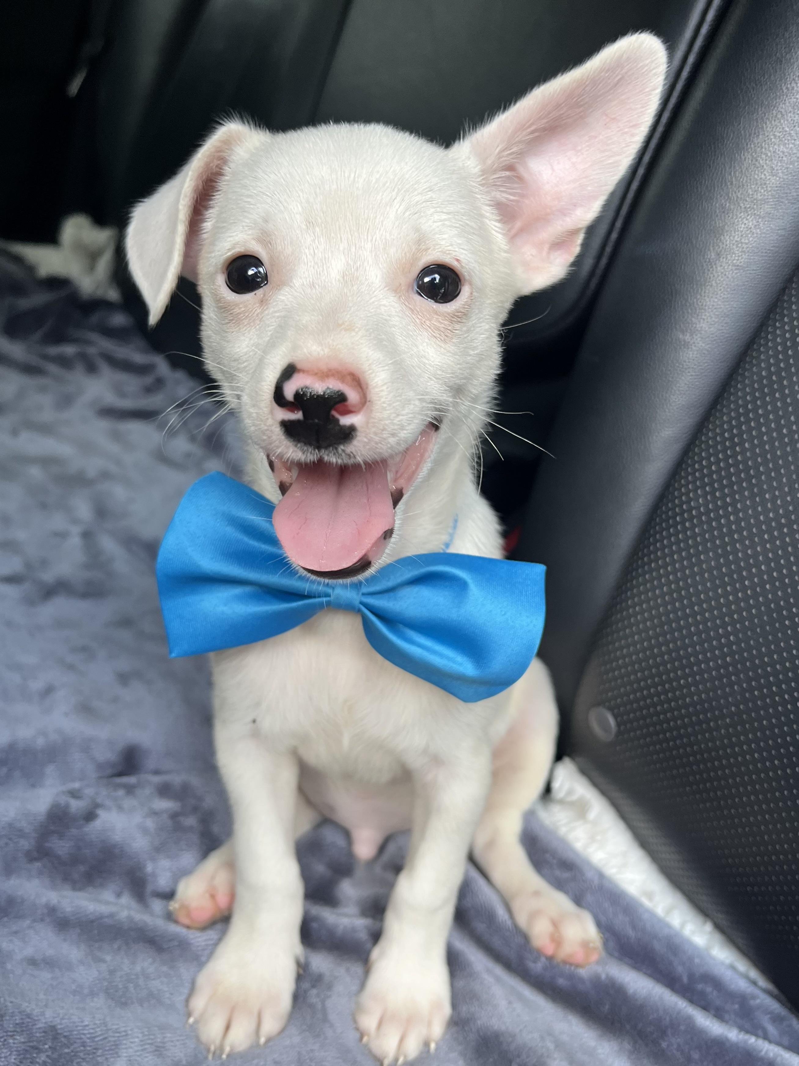 Enlarge Nugget, a Adoptable mixed breed in Jacksonville, FL image 4/6