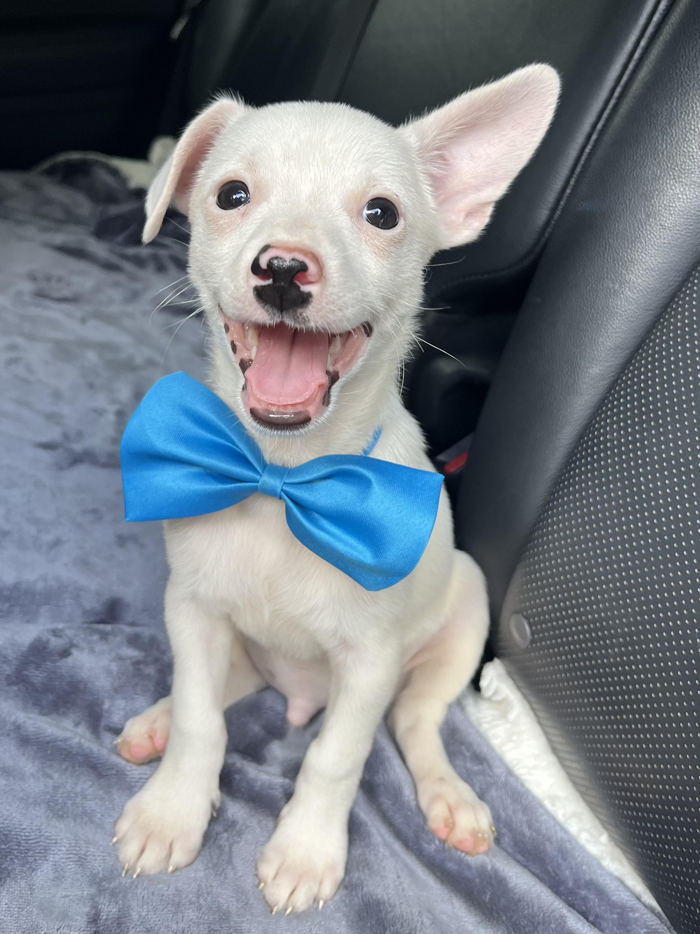 Enlarge Nugget, a Adoptable mixed breed in Jacksonville, FL image 1/6