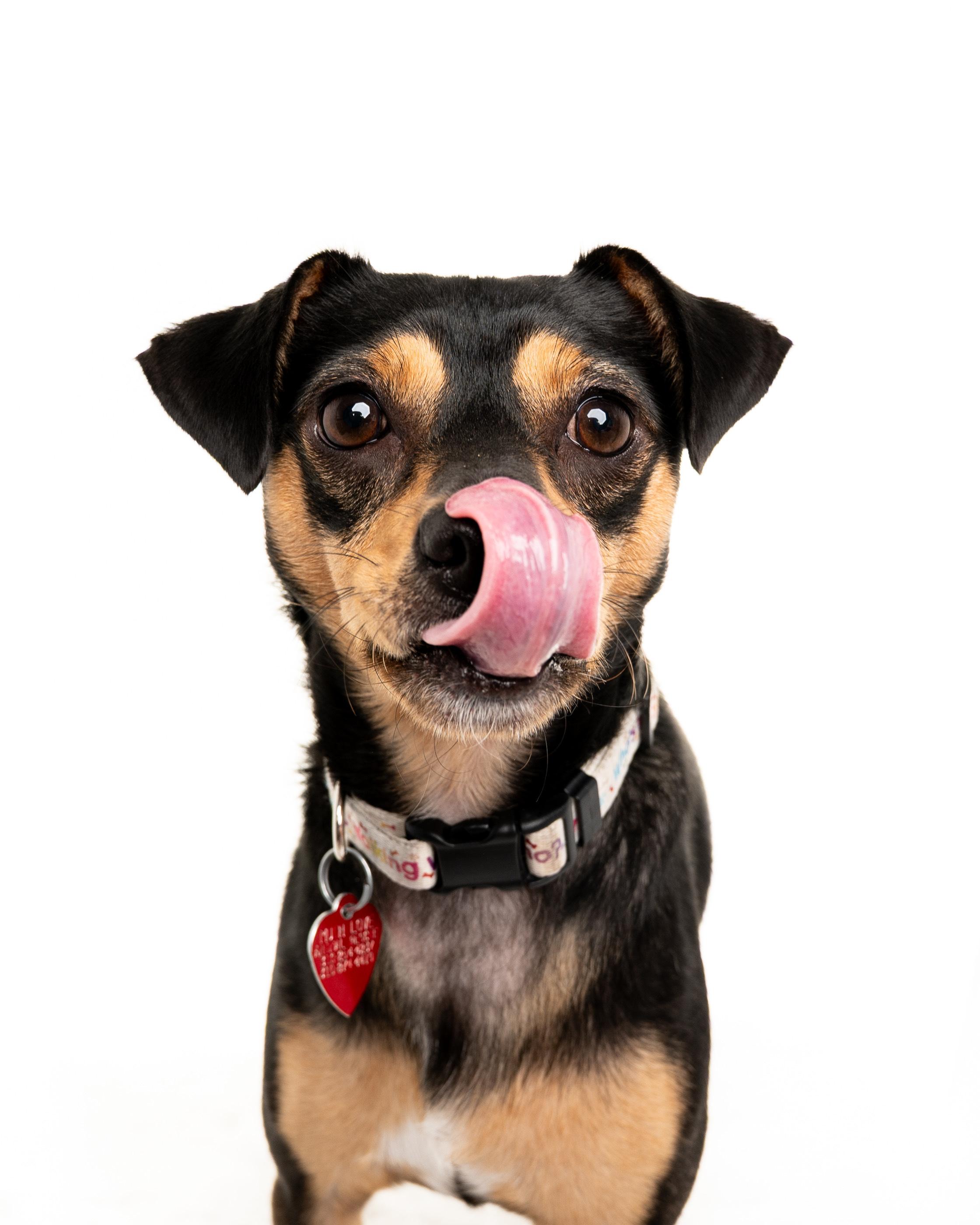 Enlarge Jess, a Adoptable mixed breed in Los Angeles, CA image 2/6