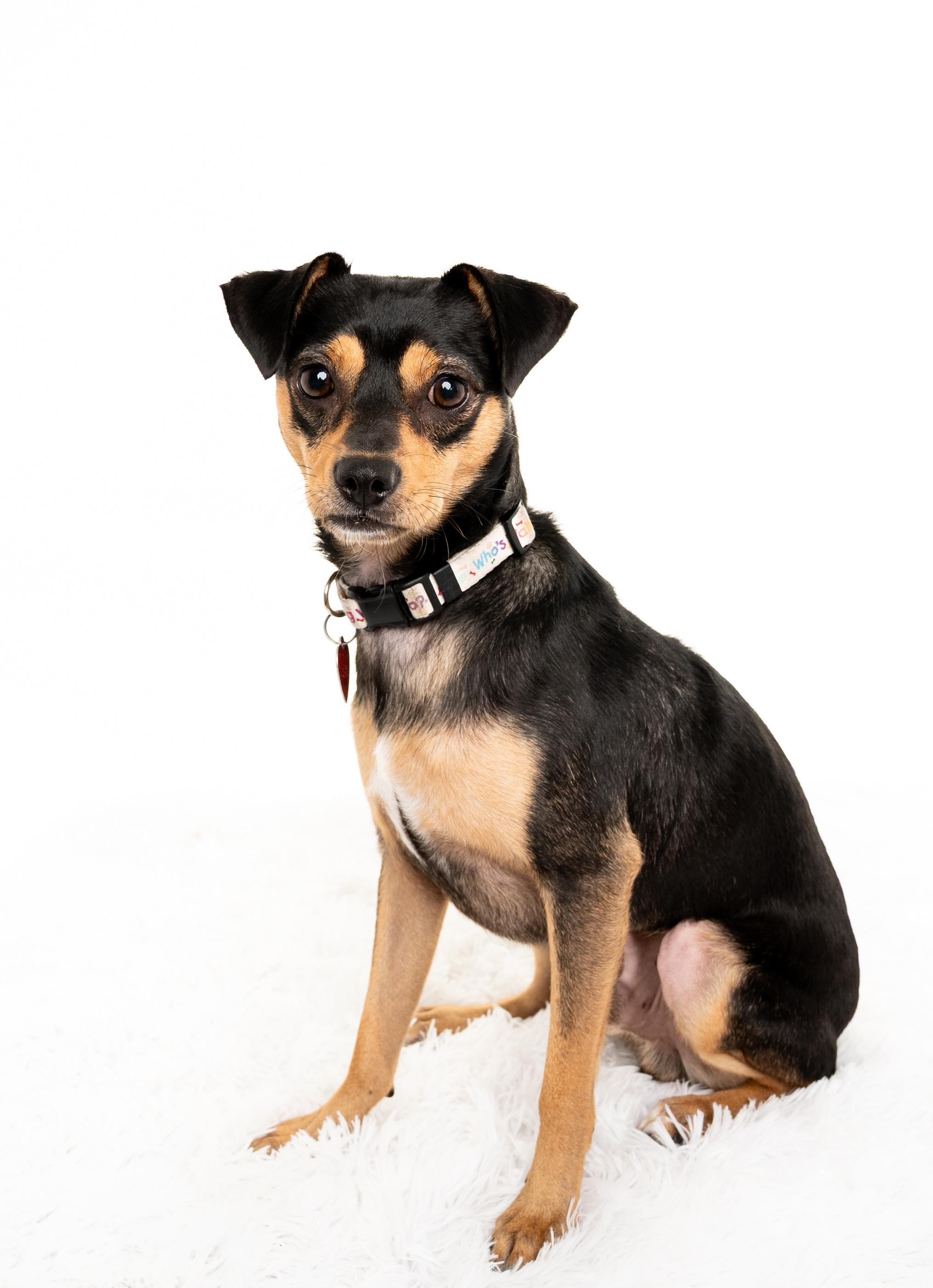 Enlarge Jess, a Adoptable mixed breed in Los Angeles, CA image 3/6