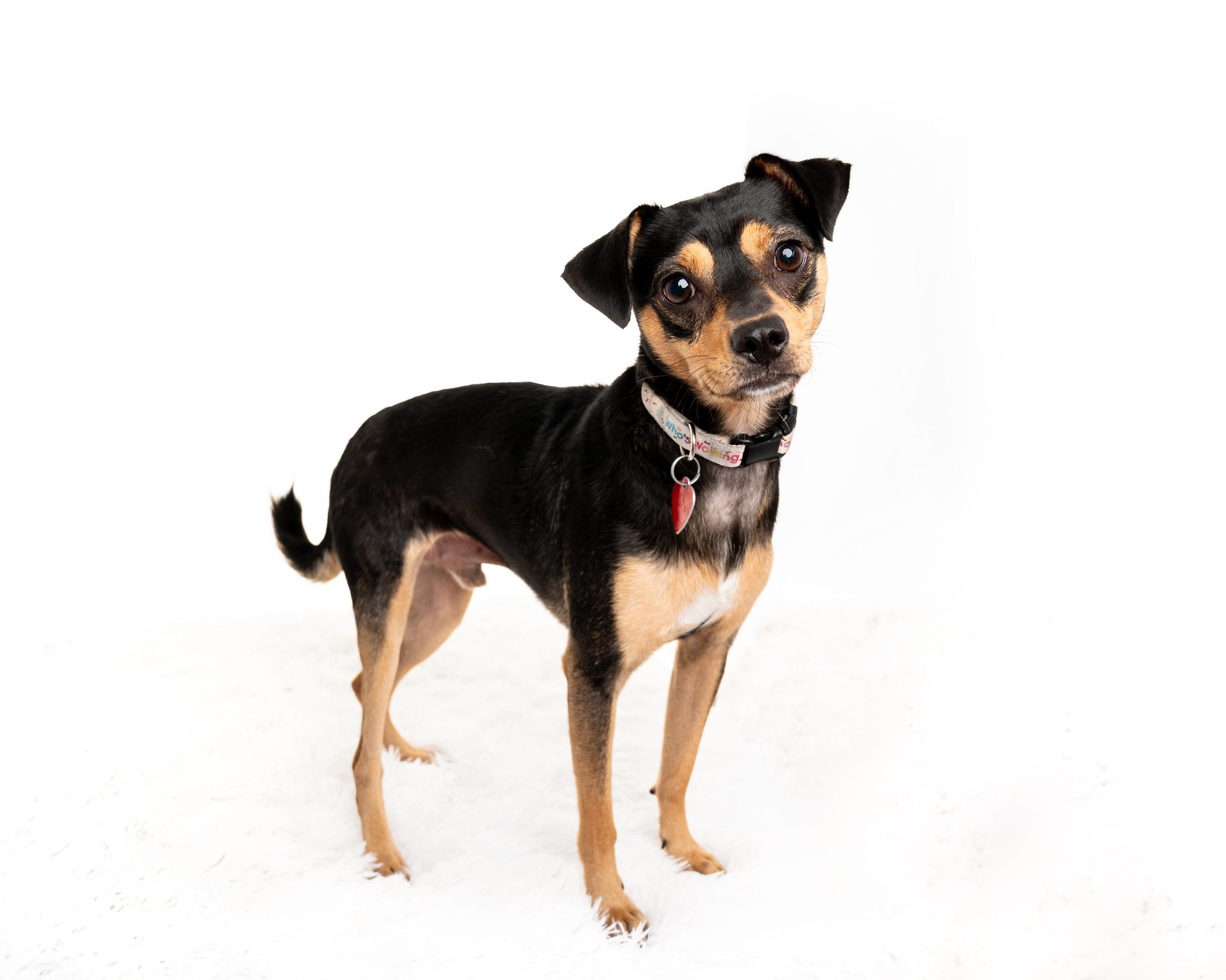 Enlarge Jess, a Adoptable mixed breed in Los Angeles, CA image 1/6