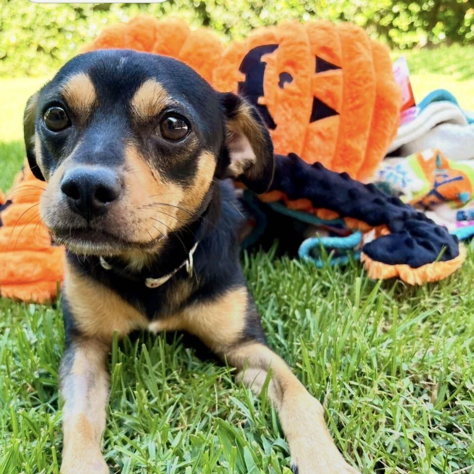 Jess, Adoptable, Young Male Miniature Pinscher.
