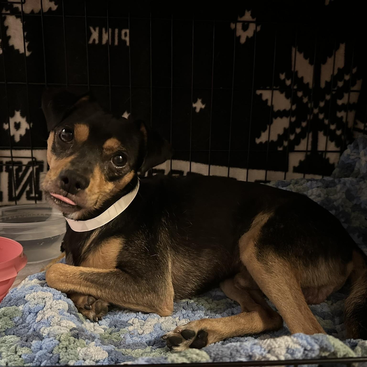 Enlarge Jess, a Adoptable mixed breed in Los Angeles, CA image 2/3