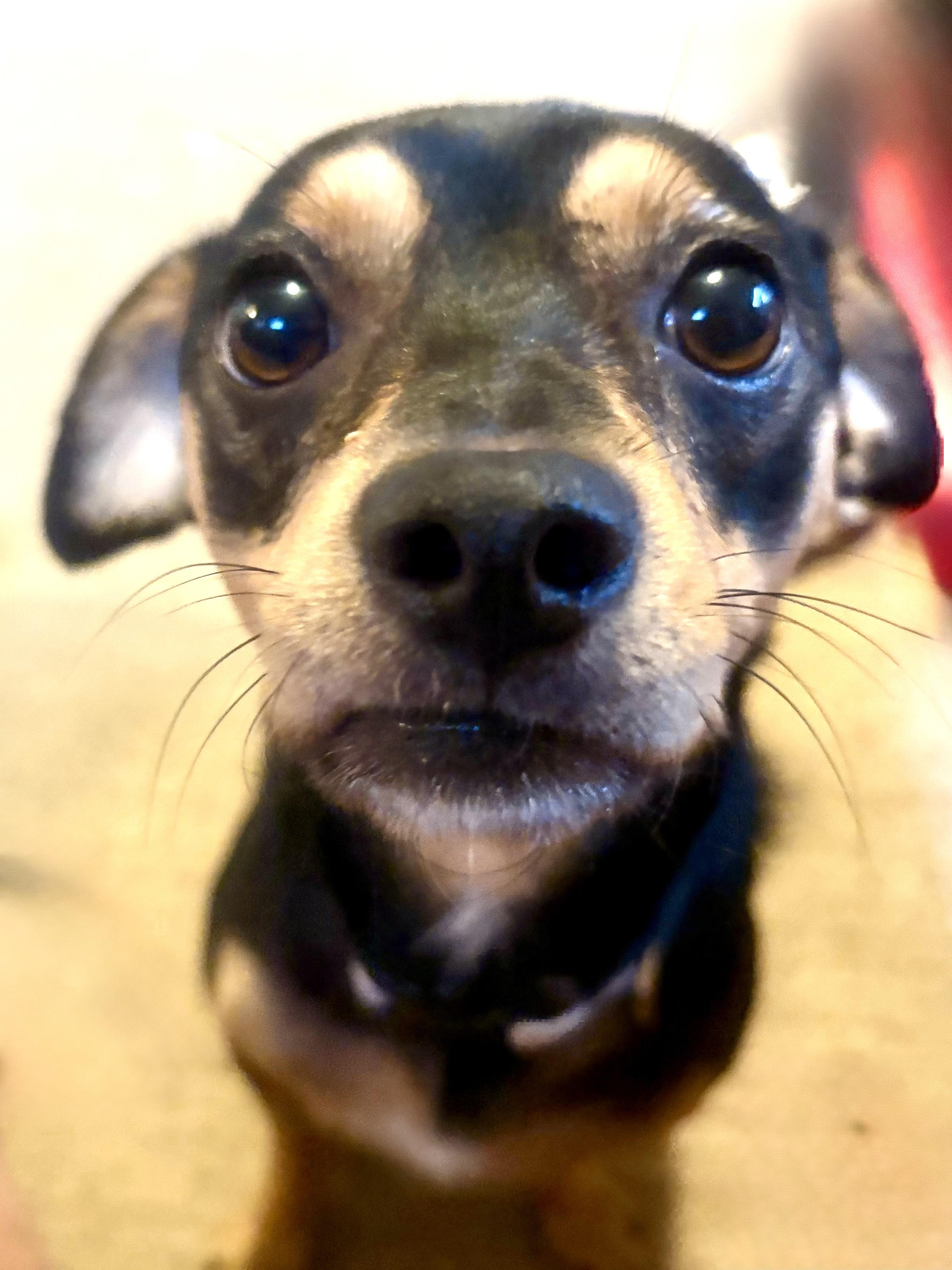 Enlarge Jess, a Adoptable mixed breed in Los Angeles, CA image 5/6
