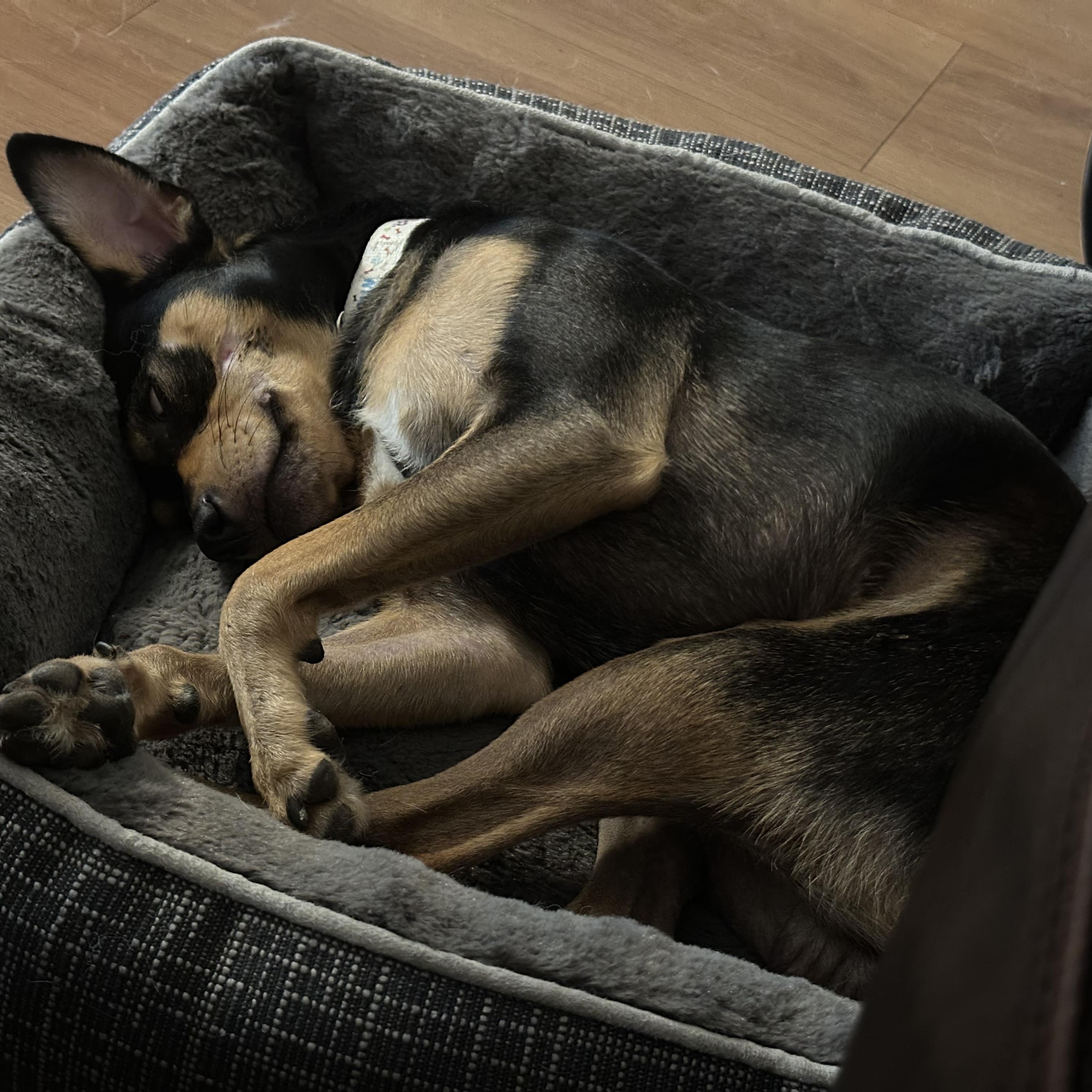 Enlarge Jess, a Adoptable mixed breed in Los Angeles, CA image 3/3