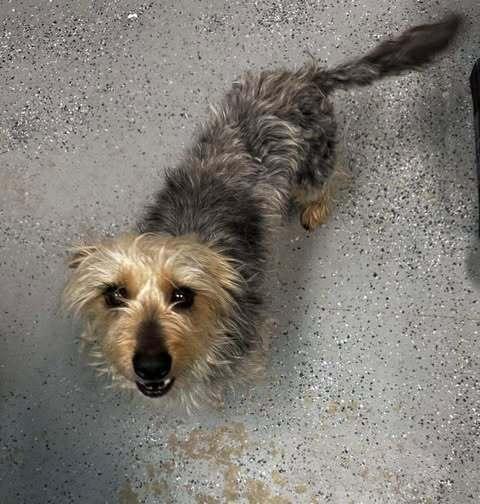 Buster B, a Adopted mixed breed in Evansville, IN image 1/2