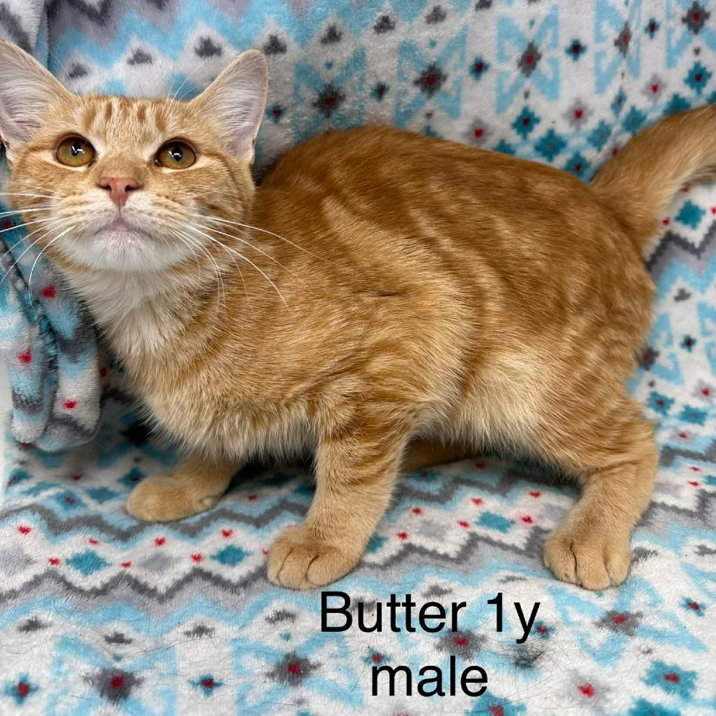Butter, Adoptable, Young Male Domestic Short Hair.