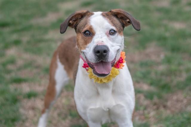 Enlarge AUBREY, a Adoptable mixed breed in York, SC image 1/1