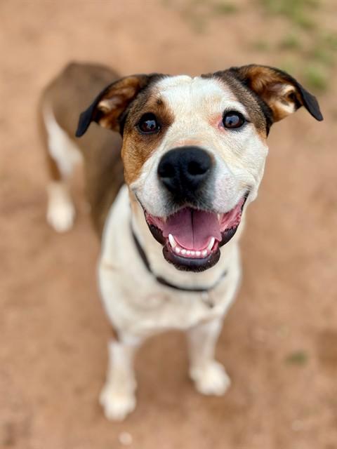 AUBREY, Adoptable, Young Female Foxhound & Mixed Breed.