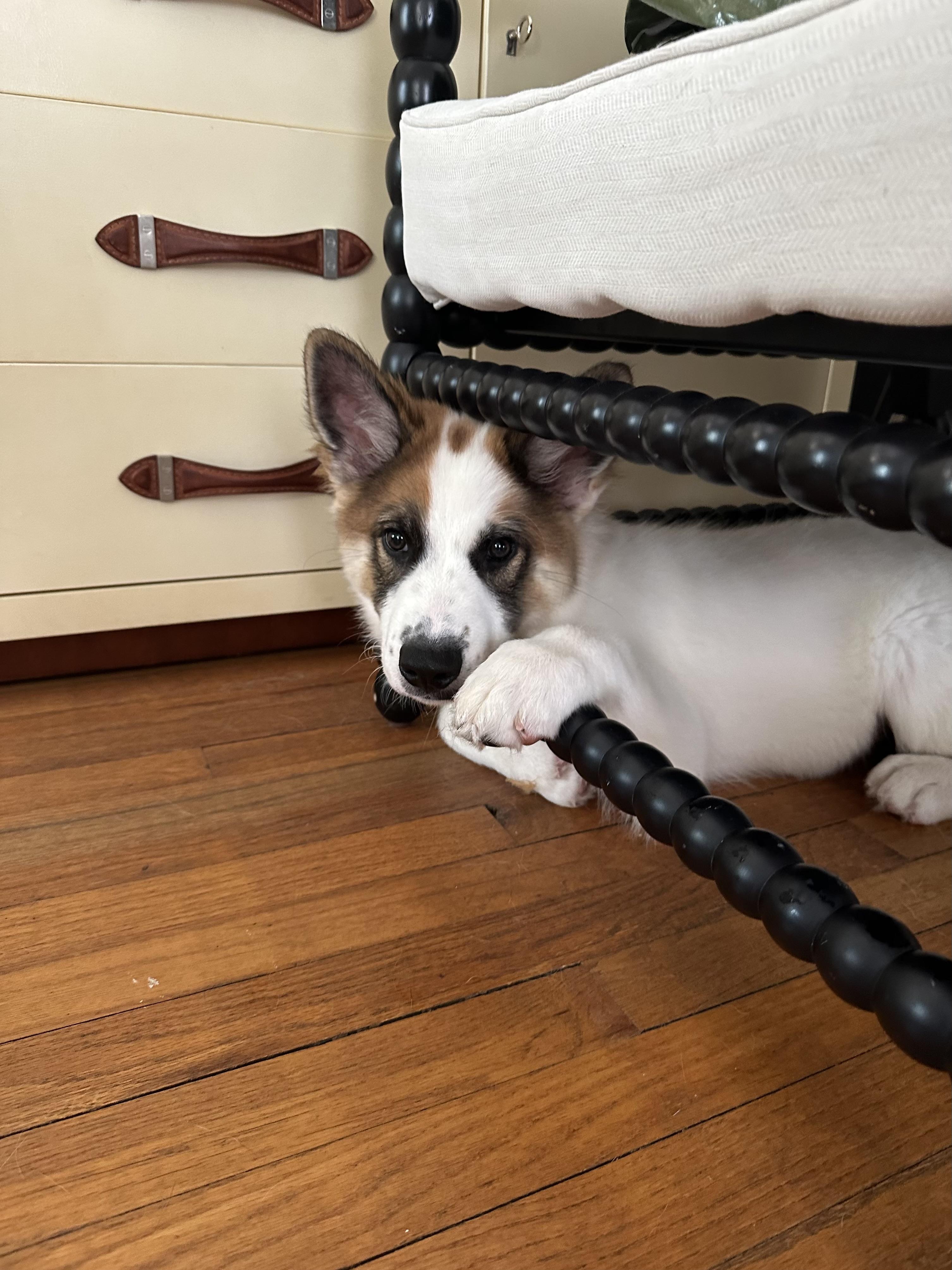 Enlarge Mando, an adopted mixed breed in Pflugerville, TX image 3/4