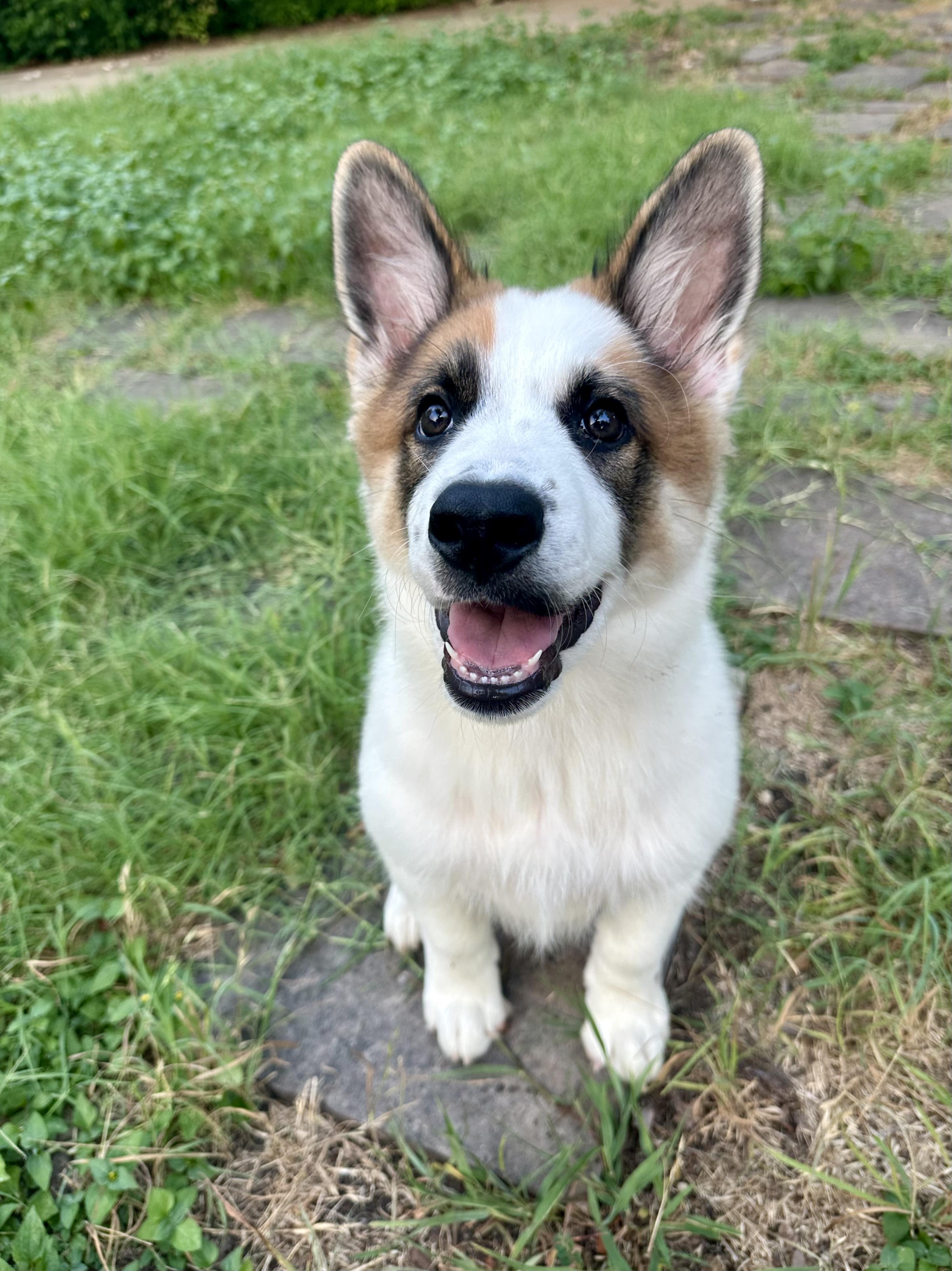 Mando, adopted, Puppy Male Border Collie & Great Pyrenees.