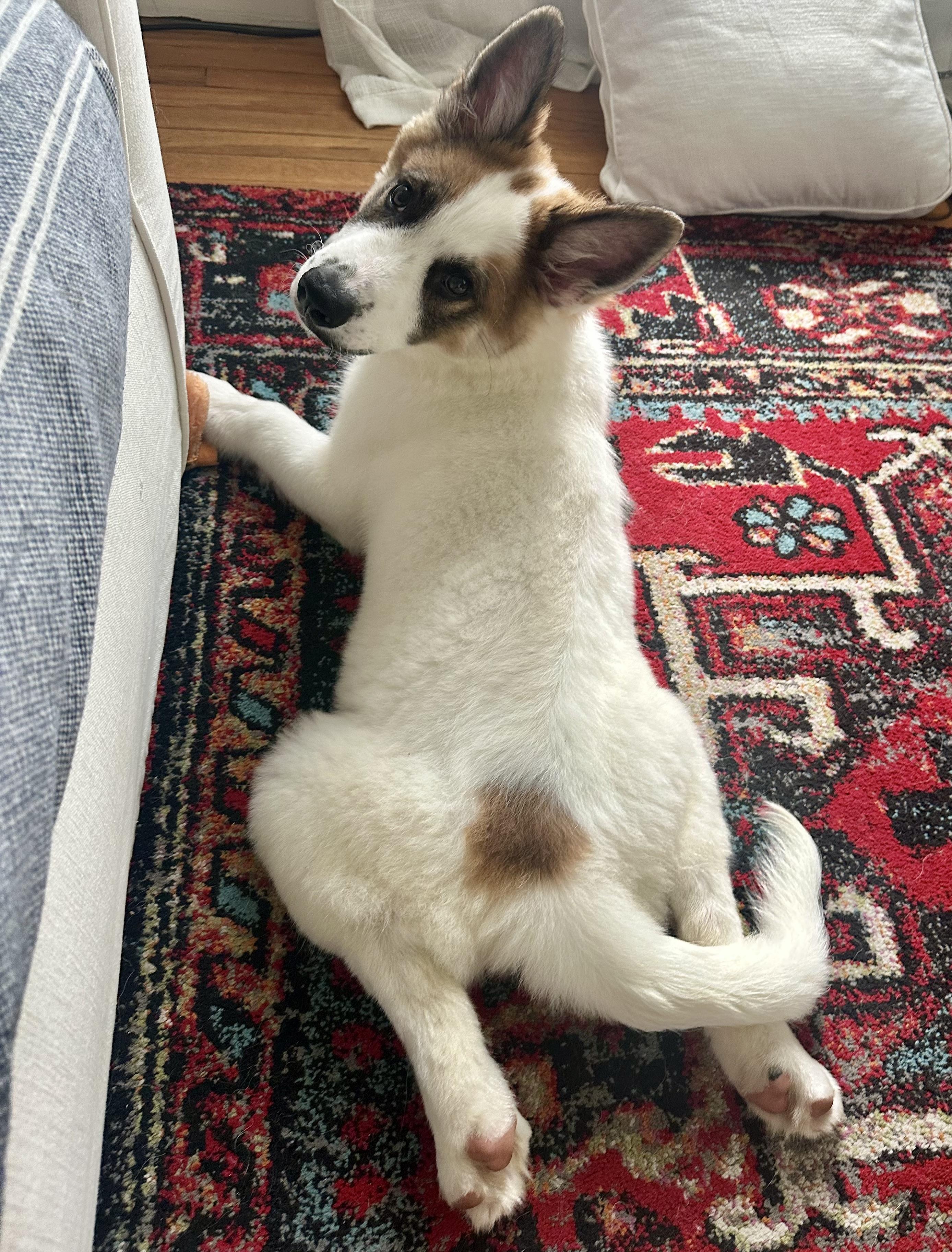 Enlarge Mando, an adopted mixed breed in Pflugerville, TX image 2/4