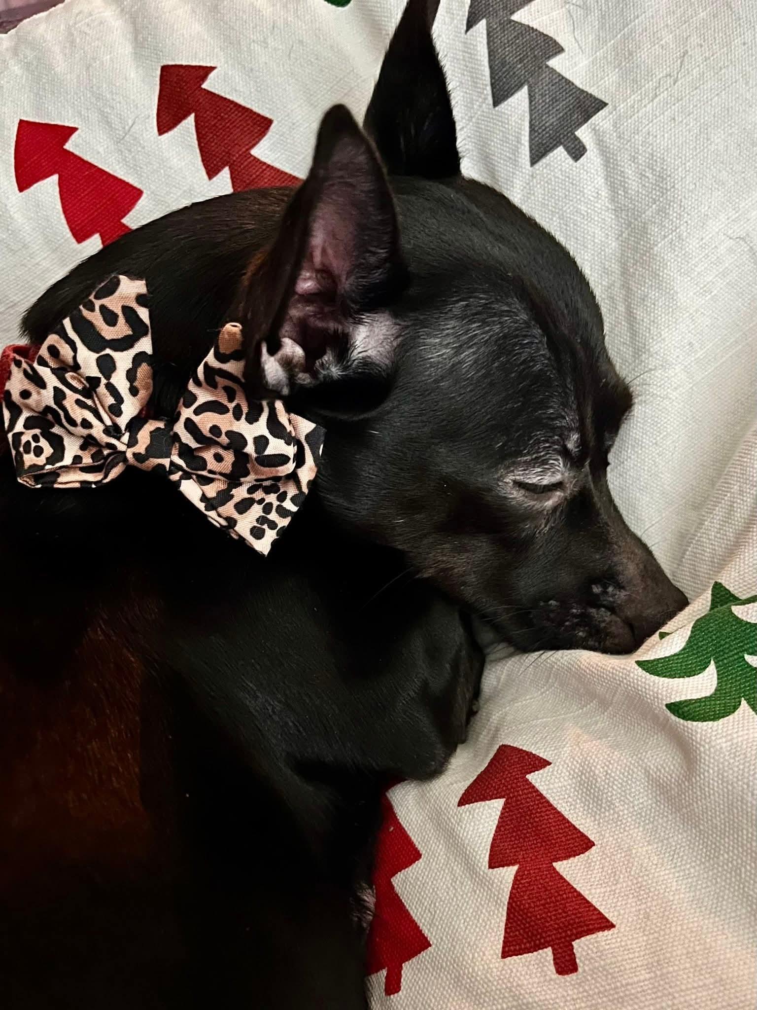 Enlarge 25Flamenco, a ADOPTABLE mixed breed in Shingle Springs, CA image 3/6