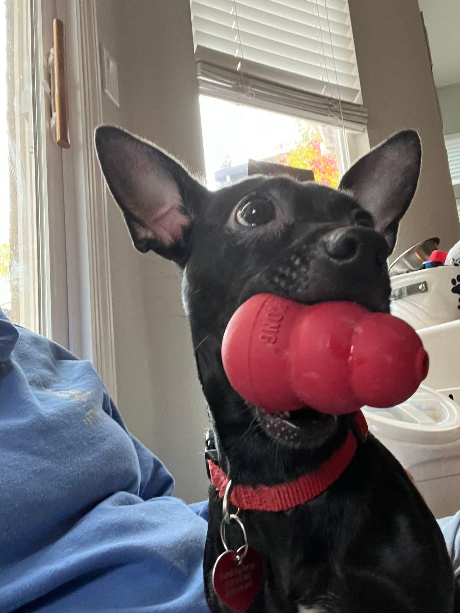 Enlarge 25Flamenco, a ADOPTABLE mixed breed in Shingle Springs, CA image 6/6