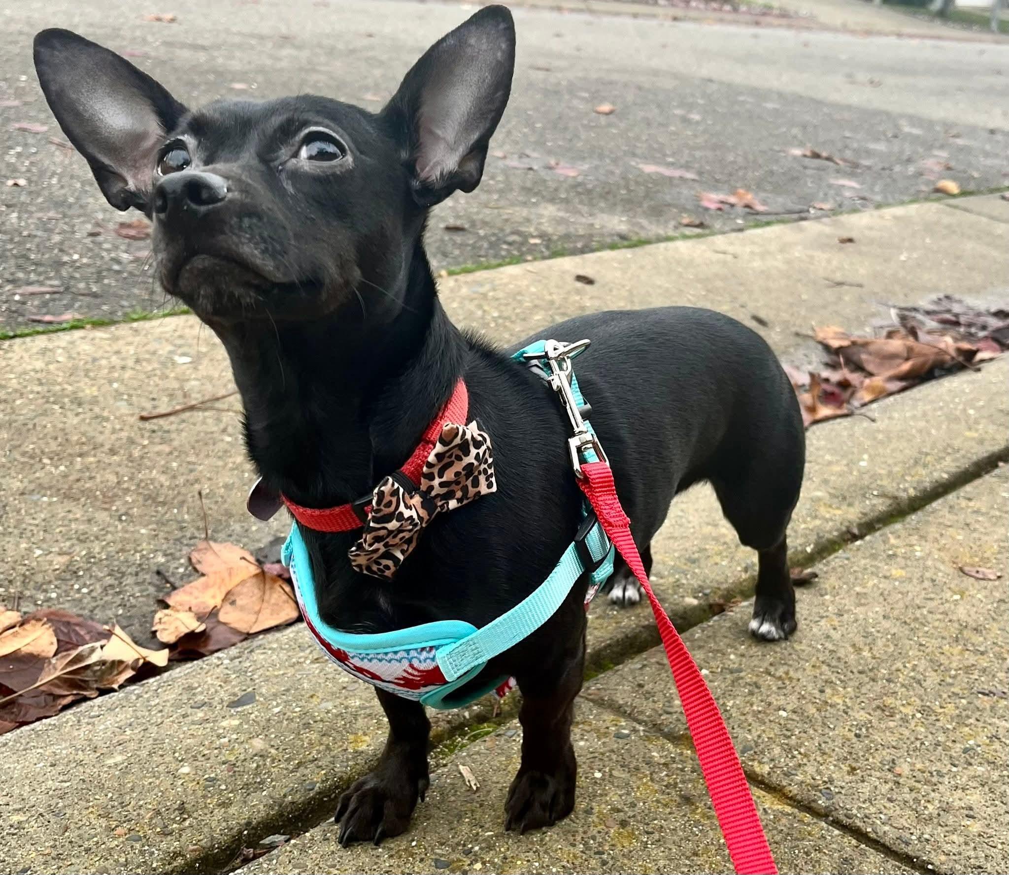 Enlarge 25Flamenco, a ADOPTABLE mixed breed in Shingle Springs, CA image 5/6