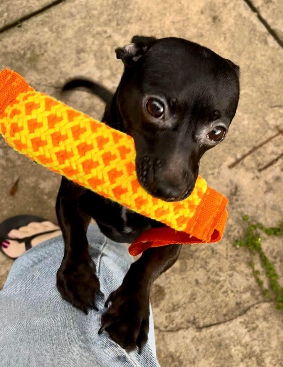 Enlarge 25Flamenco, a ADOPTABLE mixed breed in Shingle Springs, CA image 4/6