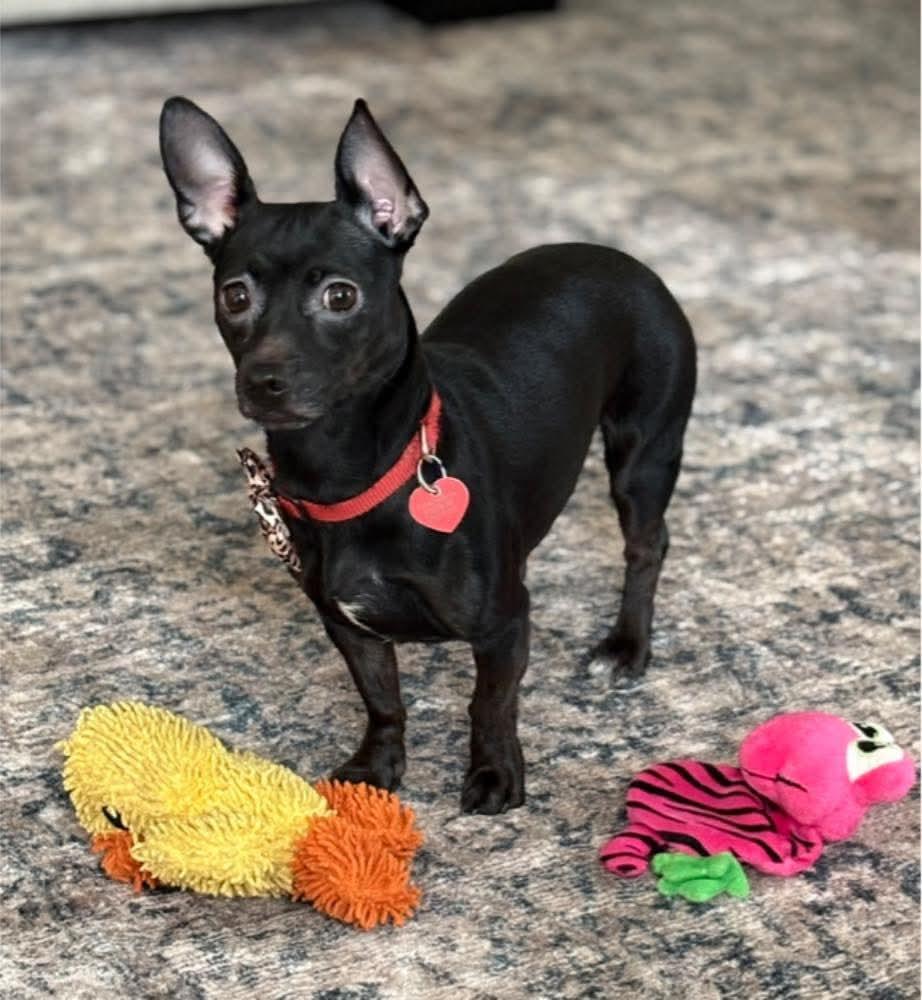 Enlarge 25Flamenco, a ADOPTABLE mixed breed in Shingle Springs, CA image 1/6