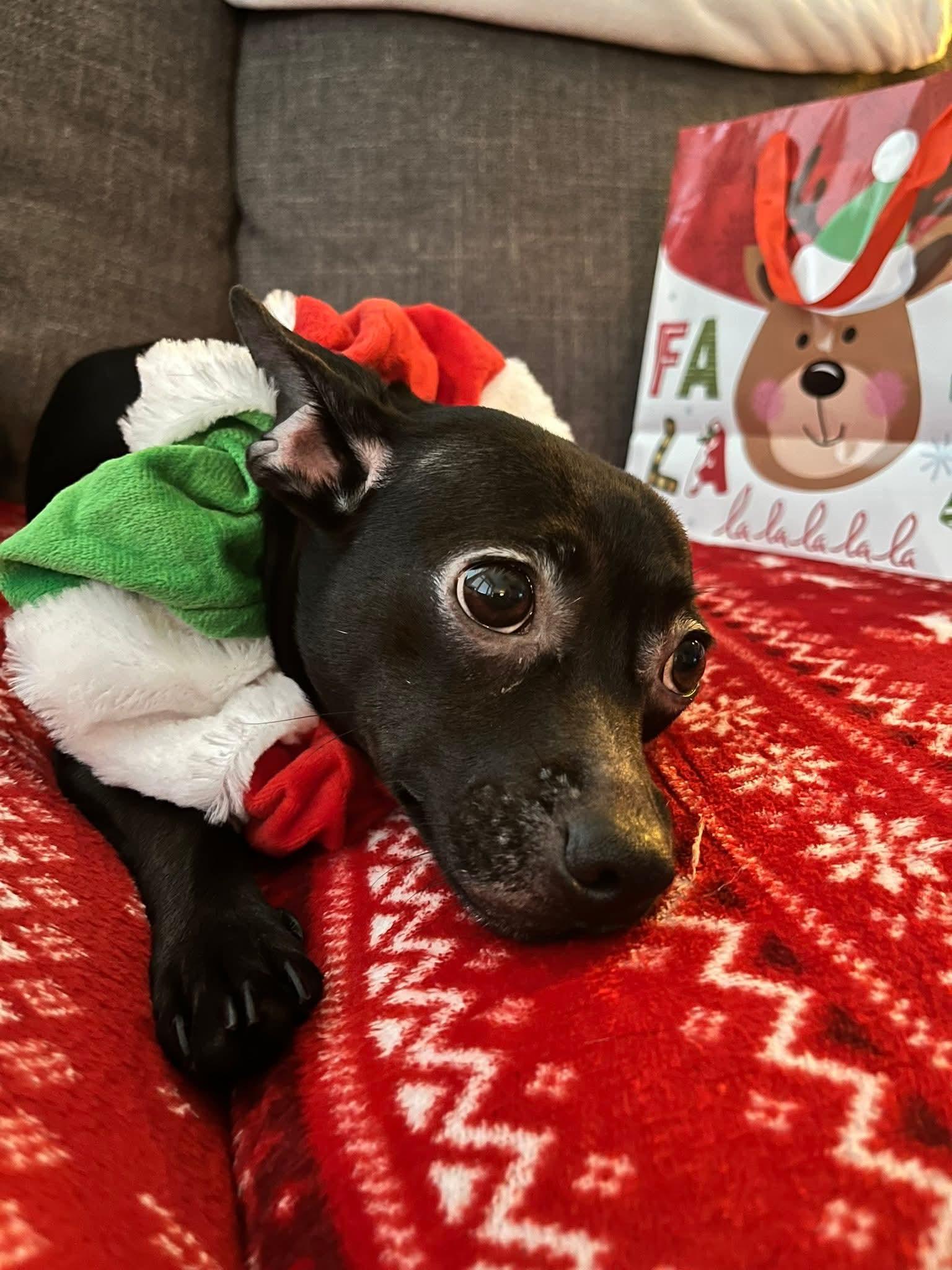 Enlarge 25Flamenco, a ADOPTABLE mixed breed in Shingle Springs, CA image 2/6