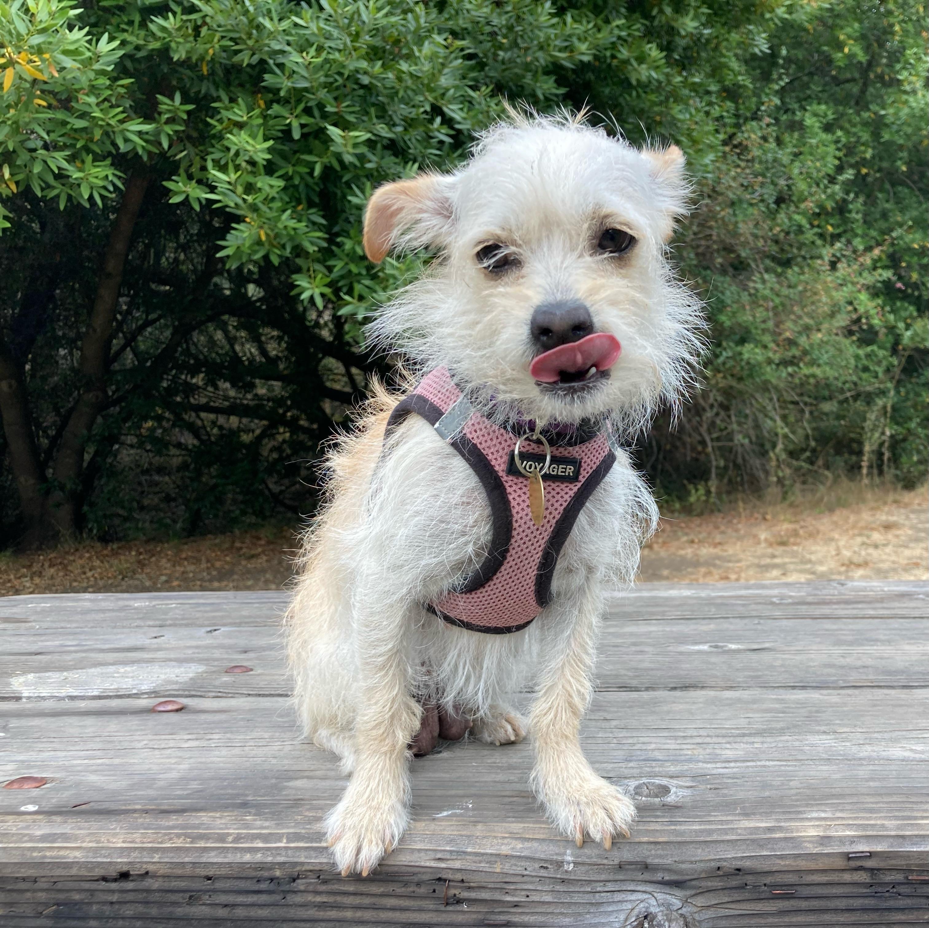 Chiquita, ADOPTABLE, Young Female Poodle (Toy).
