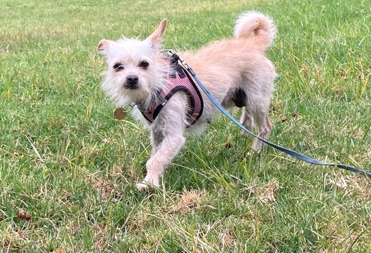 Enlarge Chiquita, a ADOPTABLE mixed breed in Emeryville, CA image 5/5
