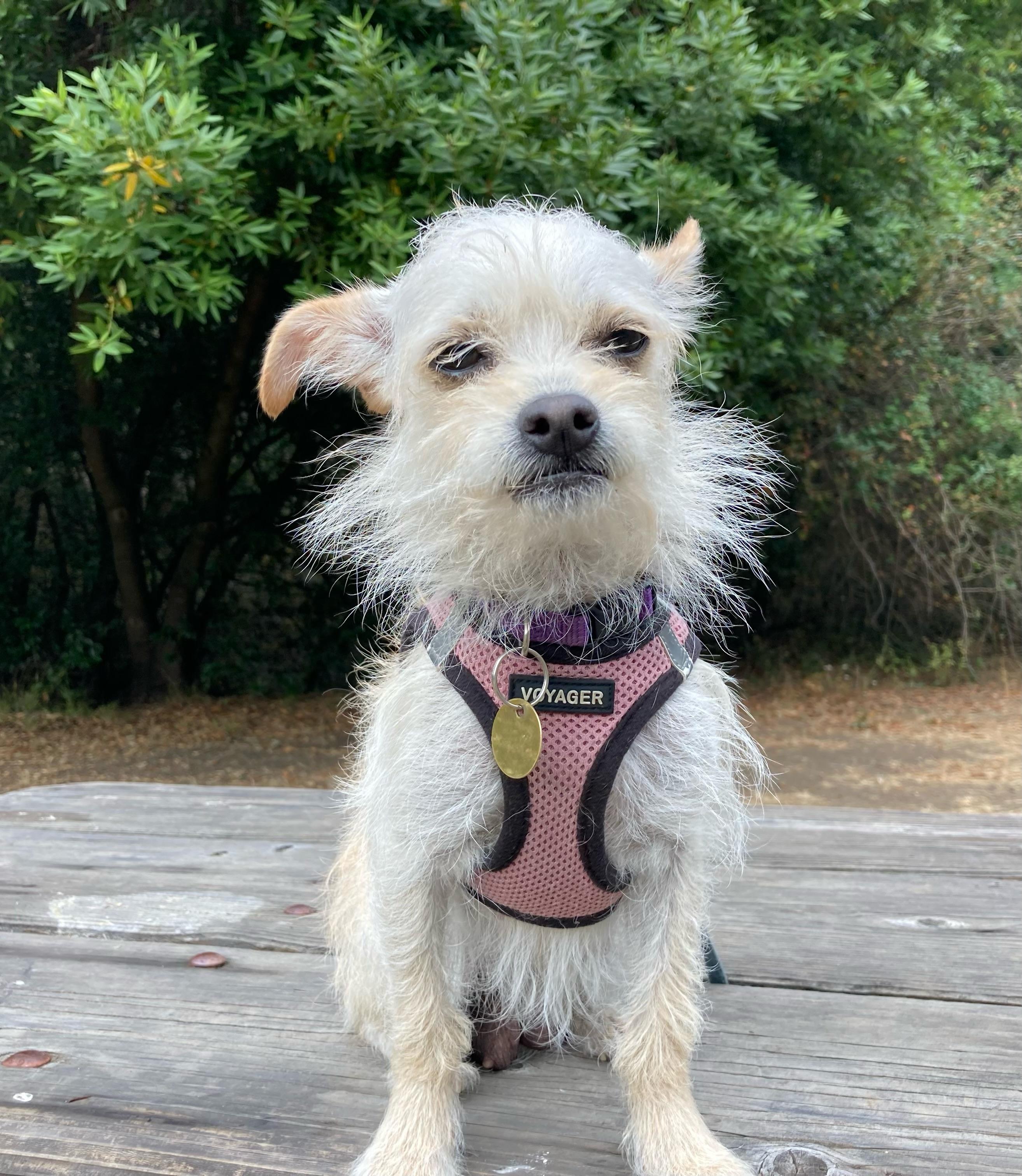 Enlarge Chiquita, a ADOPTABLE mixed breed in Emeryville, CA image 4/5