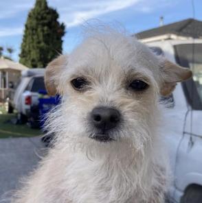 Enlarge Chiquita, a ADOPTABLE mixed breed in Emeryville, CA image 2/5