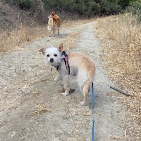 Enlarge Chiquita, a ADOPTABLE mixed breed in Emeryville, CA image 3/5