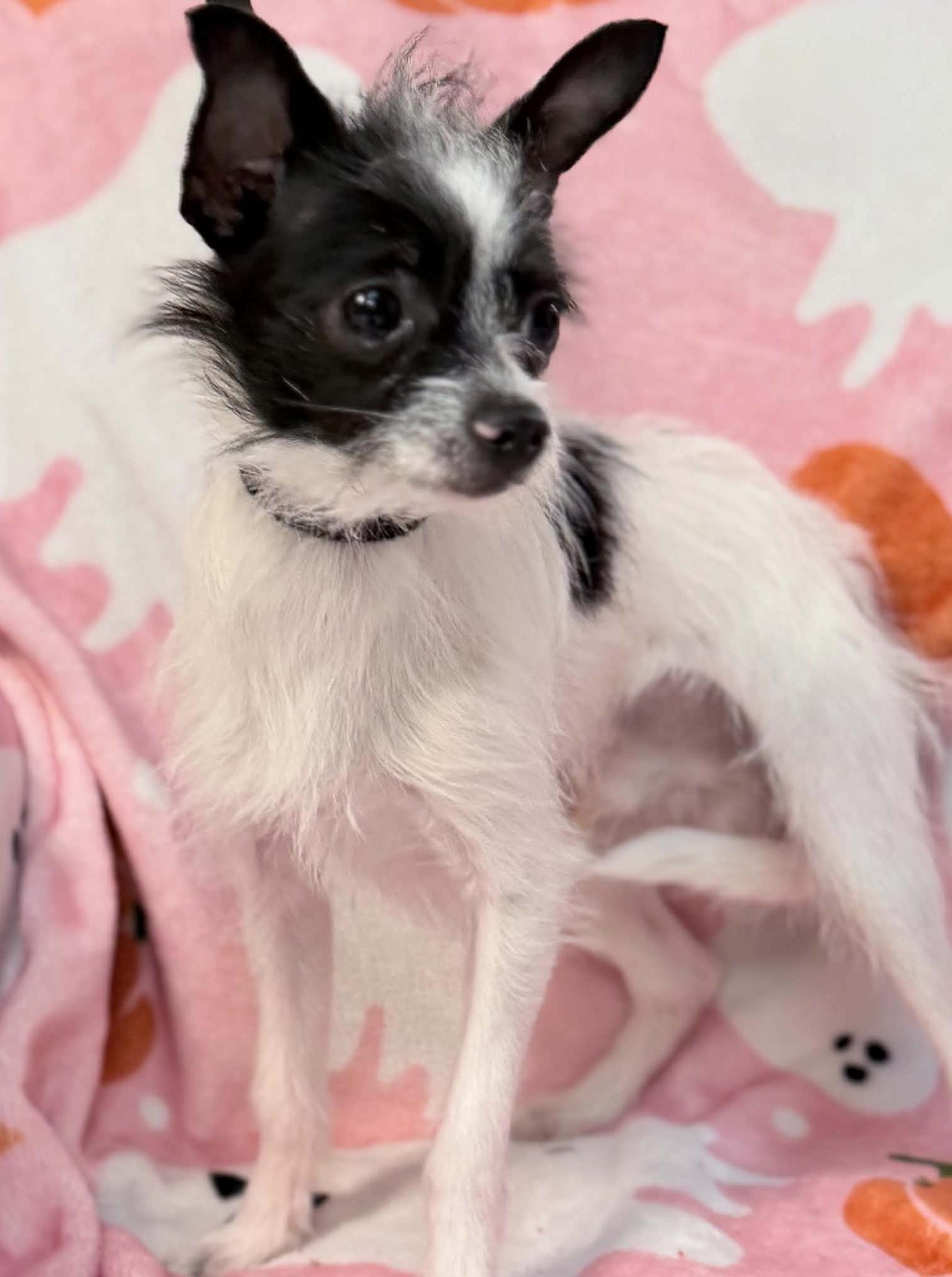 Enlarge Tito, a Adoptable Chihuahua in Wapakoneta, OH image 3/4