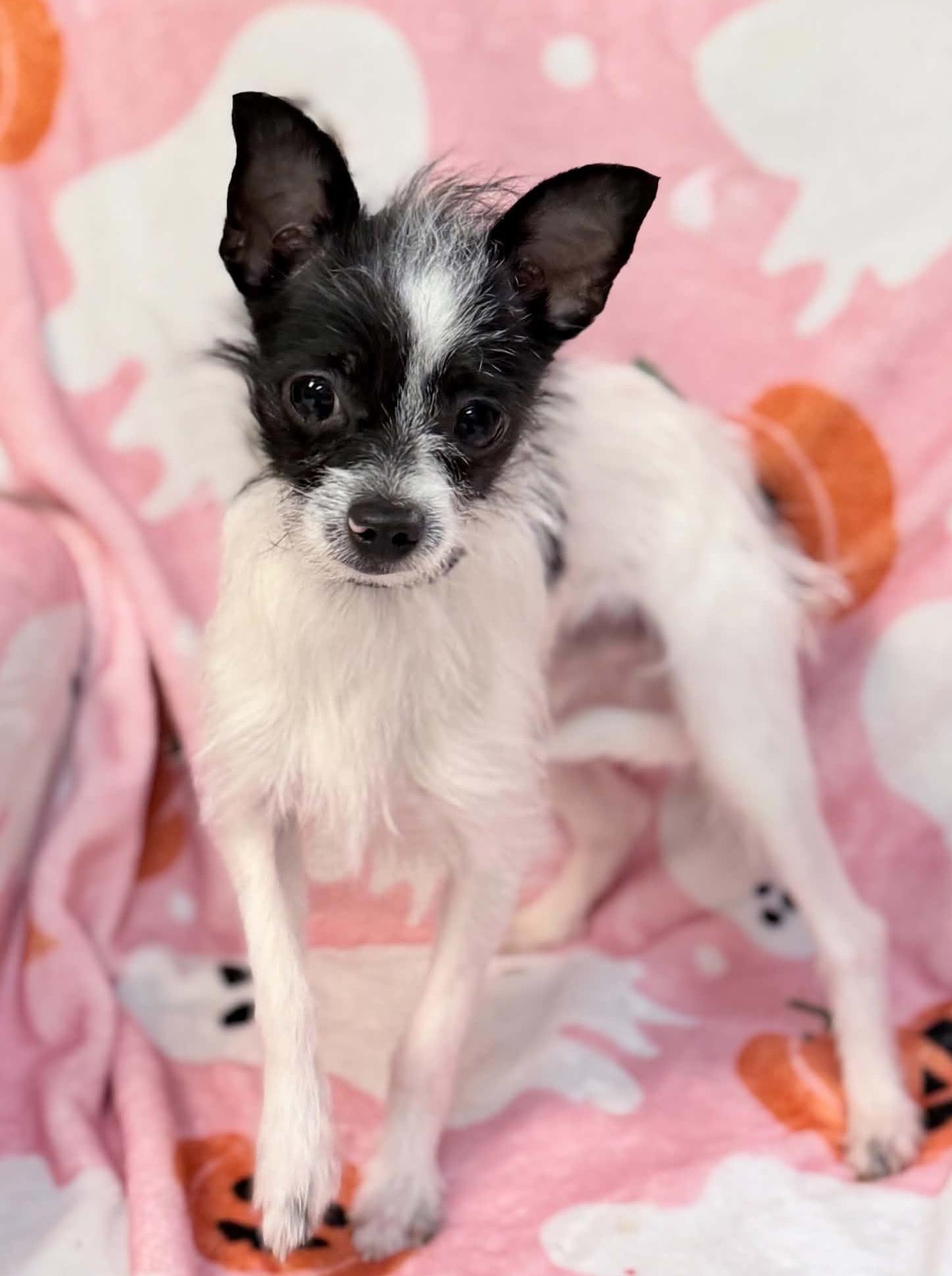 Enlarge Tito, a Adoptable Chihuahua in Wapakoneta, OH image 2/4