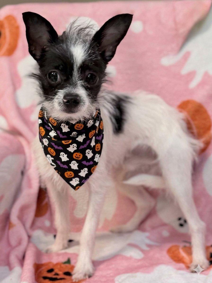 Enlarge Tito, a Adoptable Chihuahua in Wapakoneta, OH image 1/4