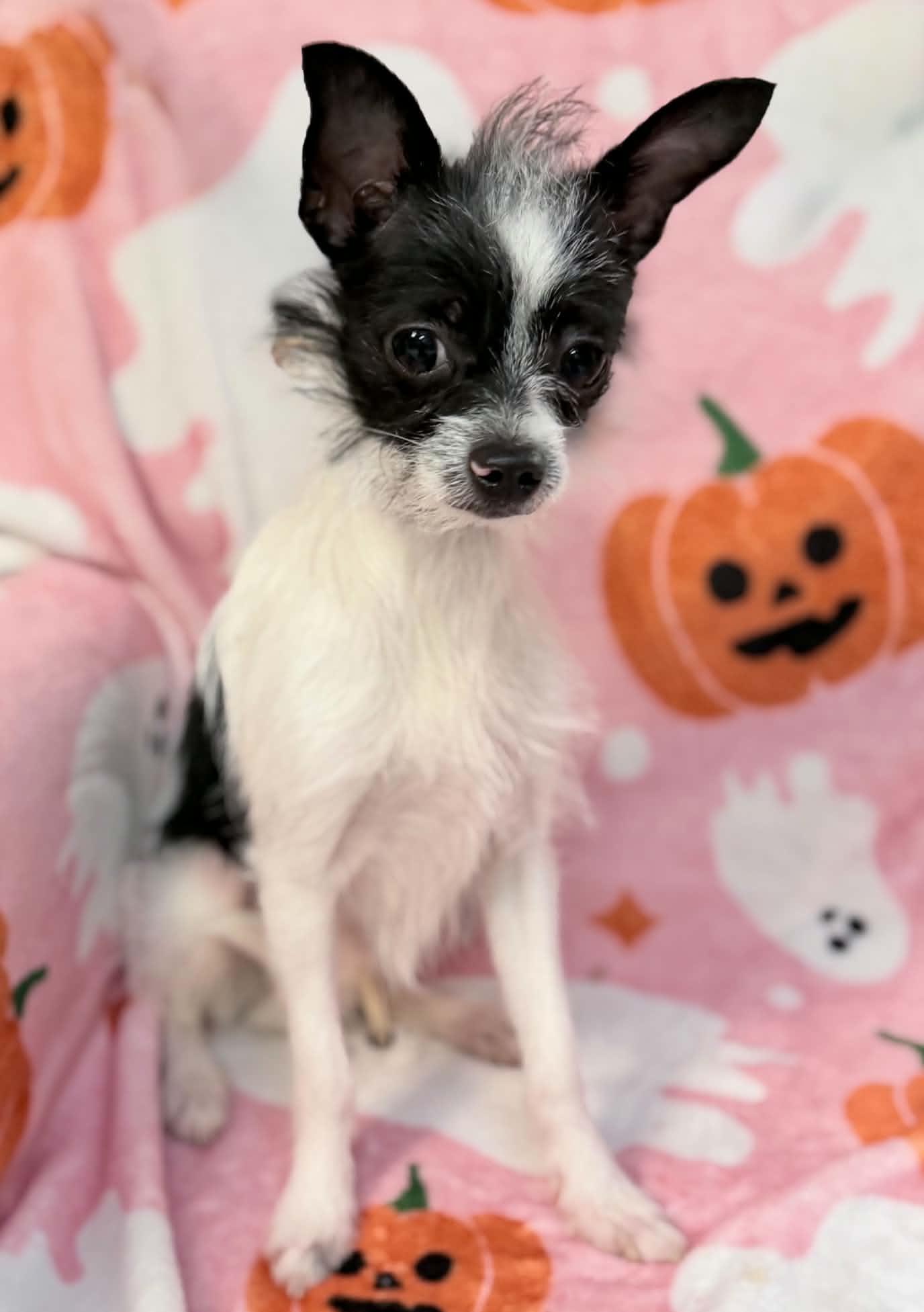 Enlarge Tito, a Adoptable Chihuahua in Wapakoneta, OH image 4/4