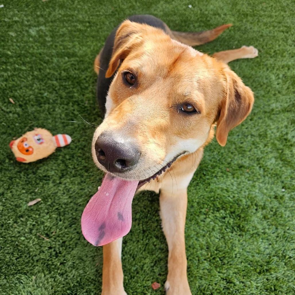 Enlarge Maverick, a Adoptable Mixed Breed in Naperville, IL image 1/6