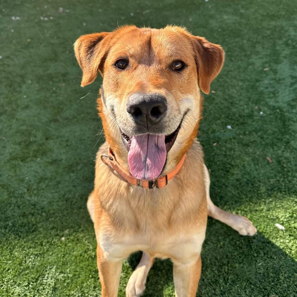 Enlarge Maverick, a Adoptable Mixed Breed in Naperville, IL image 2/6