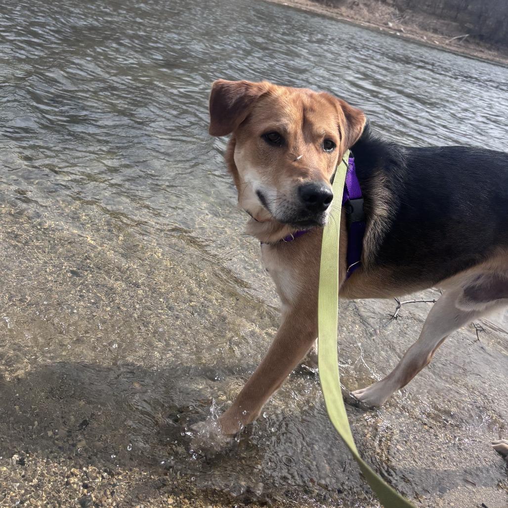 Enlarge Maverick, a Adoptable Mixed Breed in Naperville, IL image 3/6