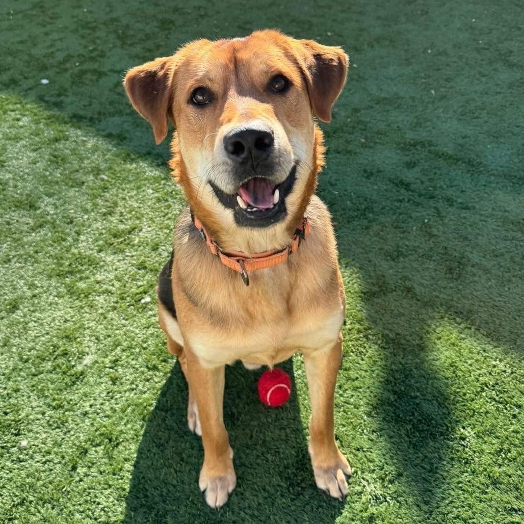 Enlarge Maverick, a Adoptable Mixed Breed in Naperville, IL image 4/6