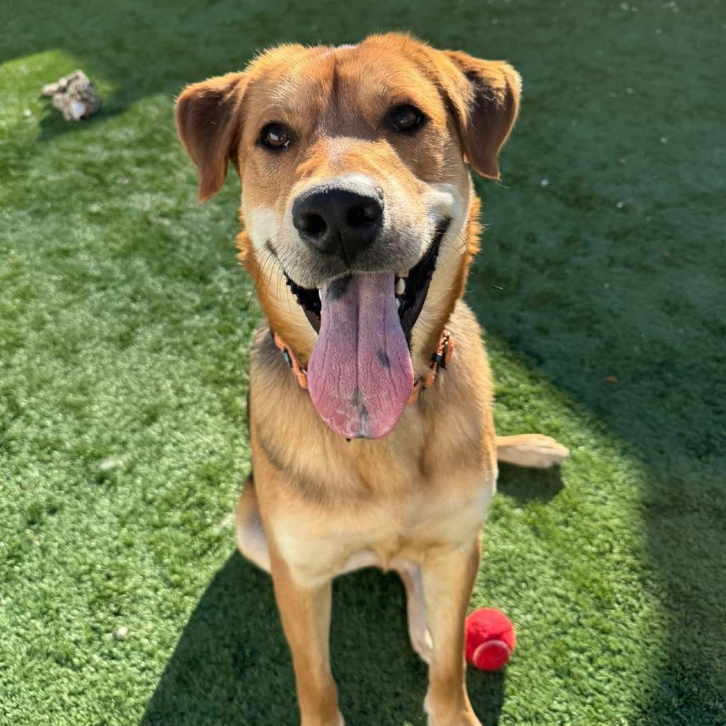 Enlarge Maverick, a Adoptable Mixed Breed in Naperville, IL image 5/6