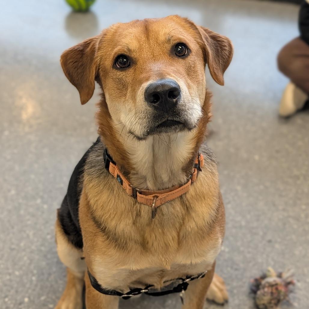 Enlarge Maverick, a Adoptable Mixed Breed in Naperville, IL image 6/6